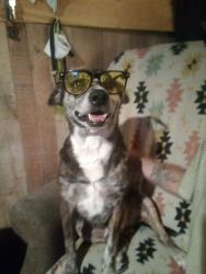 Lost Male Dog last seen Across from warehouse market in Turley, Tulsa, OK 74126