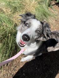 Lost Female Dog last seen Stackhouse RD after the cemetery but before the river, Madison County, NC 28753