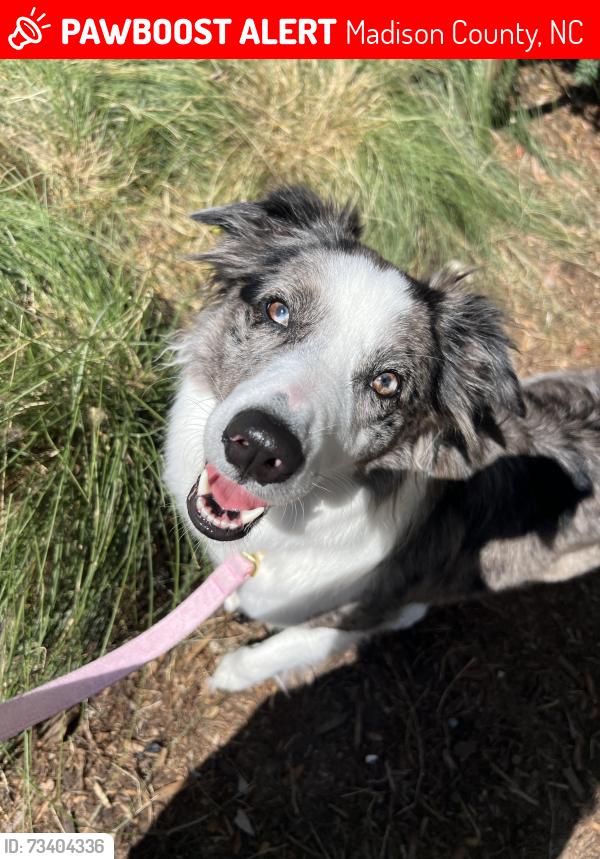 Lost Female Dog last seen Stackhouse RD after the cemetery but before the river, Madison County, NC 28753
