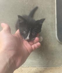 Lost Male Cat last seen Del mar, San Gabriel, CA 91776
