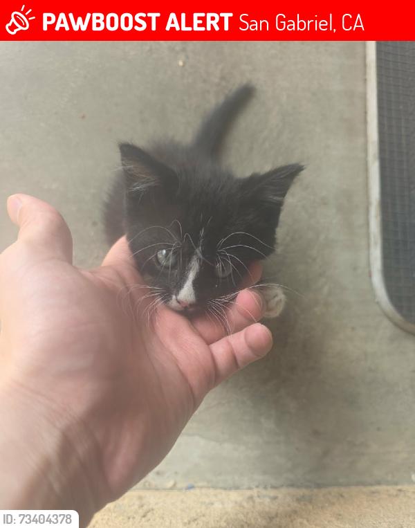 Lost Male Cat last seen Del mar, San Gabriel, CA 91776