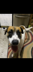 Reunited Male Dog last seen Waterford neighborhood in Chesapeake, Chesapeake, VA 23322