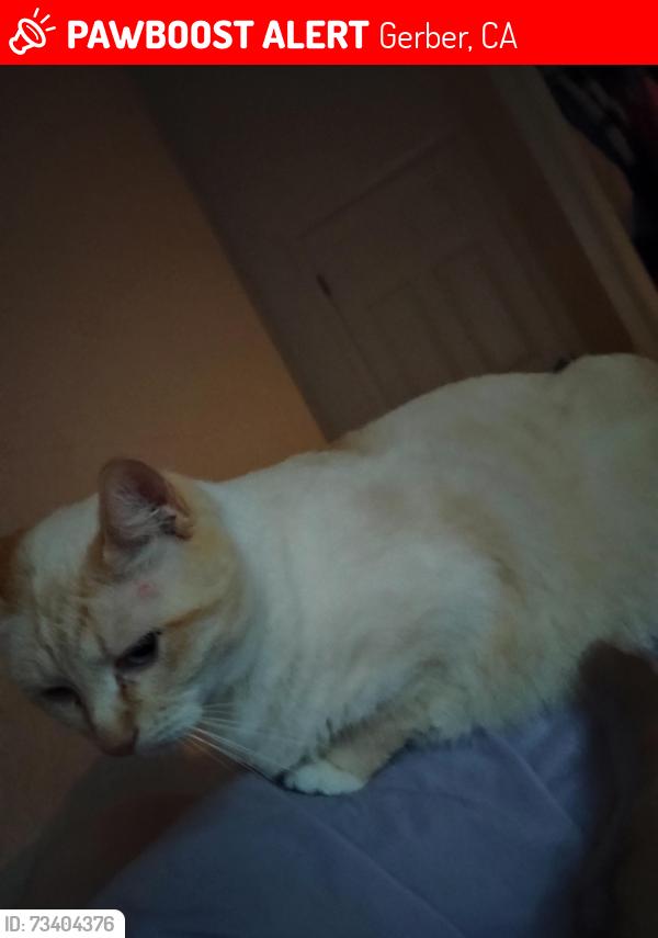 Lost Male Cat last seen Near Ventura Ave, Gerber, CA 96035, Gerber, CA 96035