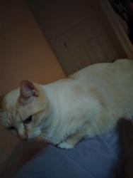 Lost Male Cat last seen Near Ventura Ave, Gerber, CA 96035, Gerber, CA 96035