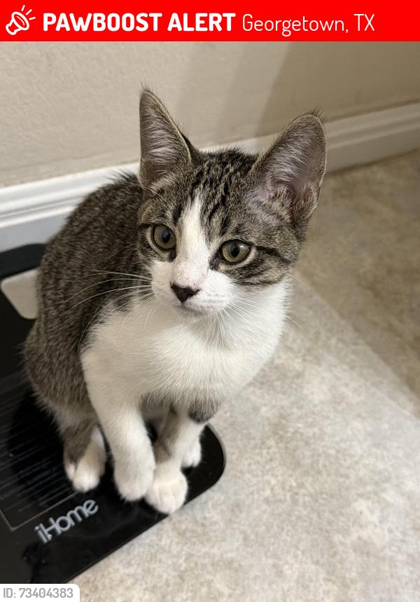 Lost Male Cat last seen Bastian Lane, Georgetown, TX 78626