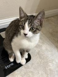 Lost Male Cat last seen Bastian Lane, Georgetown, TX 78626