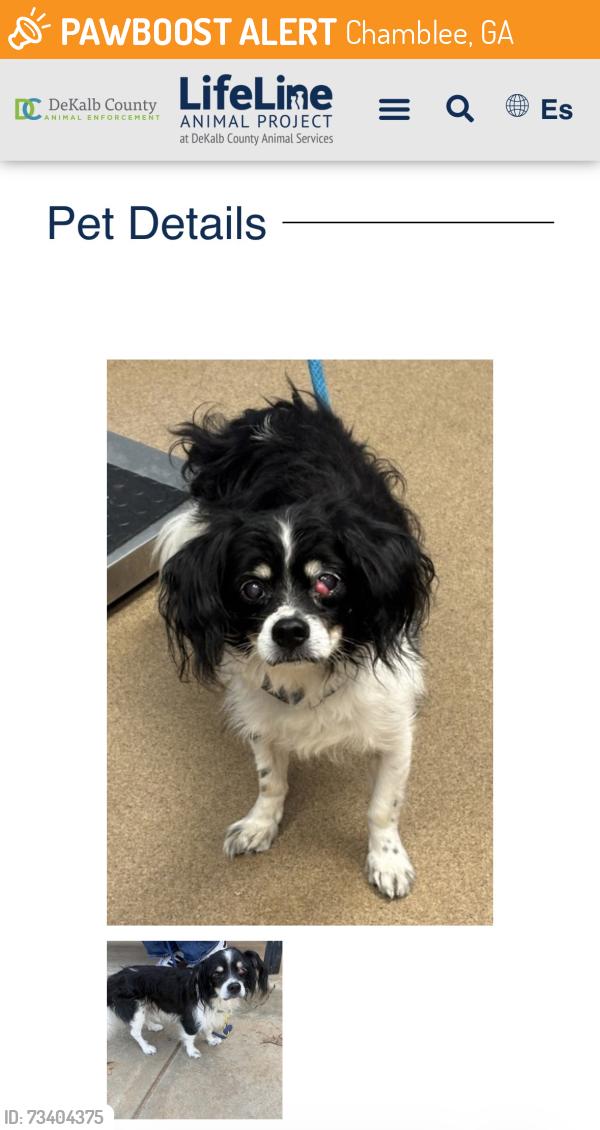 Found/Stray Male Dog last seen DeKalb County Animal Services, Chamblee, GA 30341