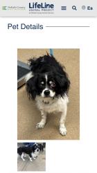 Found/Stray Male Dog last seen DeKalb County Animal Services, Chamblee, GA 30341