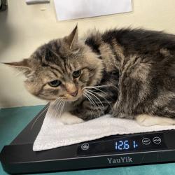 Shelter Stray Male Cat last seen , 361 S Raymond Ave, Pasadena, CA 91105, USA