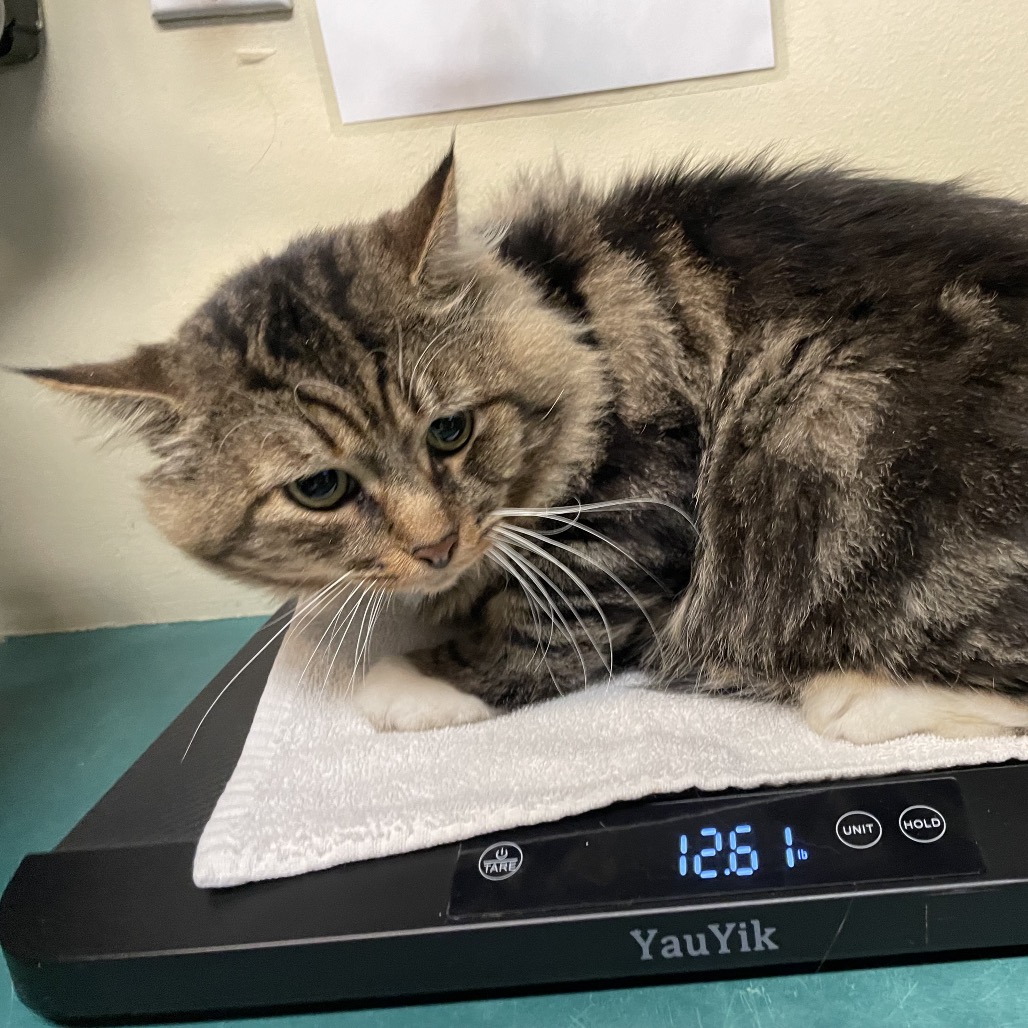 Shelter Stray Male Cat last seen , 361 S Raymond Ave, Pasadena, CA 91105, USA