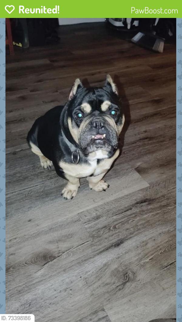 Reunited Male Dog last seen Paradise Village Shopping Center, Phoenix, AZ 85029
