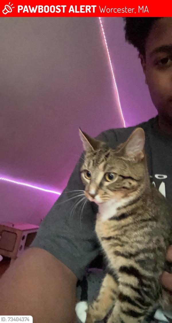 Lost Female Cat last seen Near Richmond Avenue area in Worcester, Worcester, MA 01602