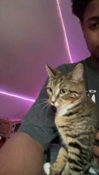 Lost Female Cat last seen Near Richmond Avenue area in Worcester, Worcester, MA 01602