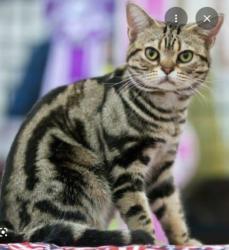Reunited Female Cat last seen W 3rd Ave & Pierce St, Gary, IN 46402, USA, Gary, IN 46402