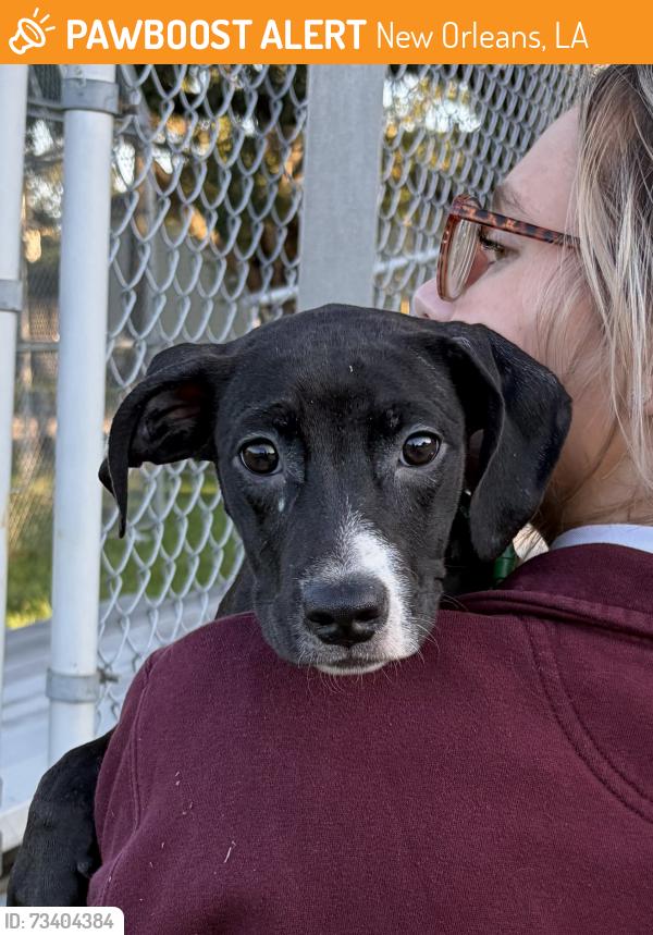 Found/Stray Female Dog last seen Riviera Dr., New Orleans, LA 70122, New Orleans, LA 70122