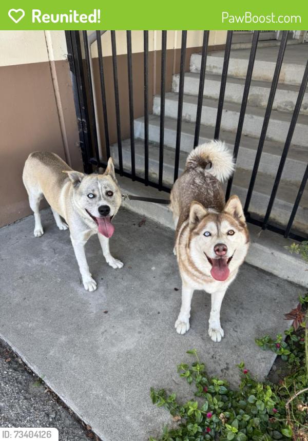 Reunited Unknown Dog last seen Stewart and Gray Rd, Downey, CA, USA, Downey, CA 90242