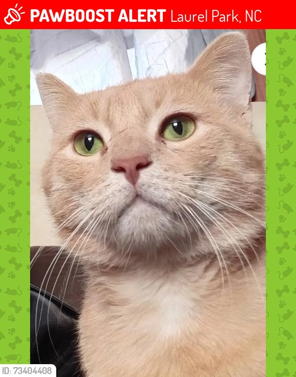 Lost Male Cat last seen Laurel Park, NC, Laurel Park, NC 28792