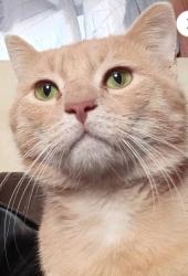 Lost Male Cat last seen Laurel Park, NC, Laurel Park, NC 28792