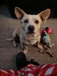 Lost Male Dog last seen Forsyth & 75, Macon, GA 31201