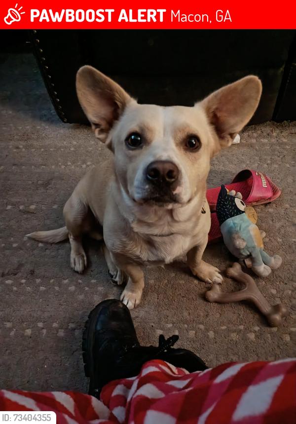 Lost Male Dog last seen Forsyth & 75, Macon, GA 31201