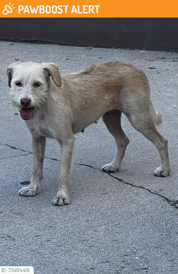 Found/Stray Female Dog last seen Olympic and Atlantic, East Los Angeles, CA 90022