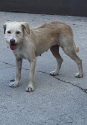 Found/Stray Female Dog last seen Olympic and Atlantic, East Los Angeles, CA 90022