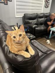 Reunited Male Cat last seen Alondra blvd & Dalmatian Ave, La Mirada, CA 90638