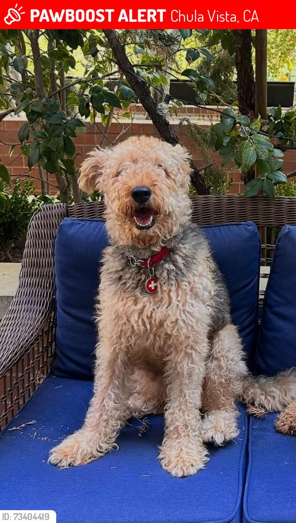 Lost Female Dog last seen Paseo burga, Chula Vista, CA 91910
