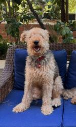 Lost Female Dog last seen Paseo burga, Chula Vista, CA 91910