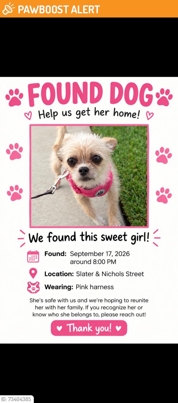 Found/Stray Female Dog last seen Near Nichols ln, Huntington Beach, CA 92647