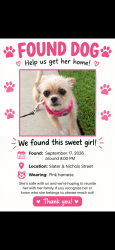 Found/Stray Female Dog last seen Near Nichols ln, Huntington Beach, CA 92647