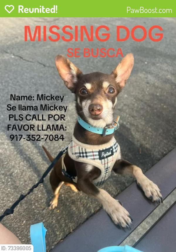 Reunited Male Dog last seen 101ave 103ave, Queens, NY 11416