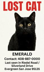 Lost Female Cat last seen Riedel Road - Silverland Drive, Evergreen, San Jose, San Jose, CA 95135