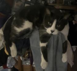 Lost Male Cat last seen Del Mar Ave and N Highland, Orange, CA 92865