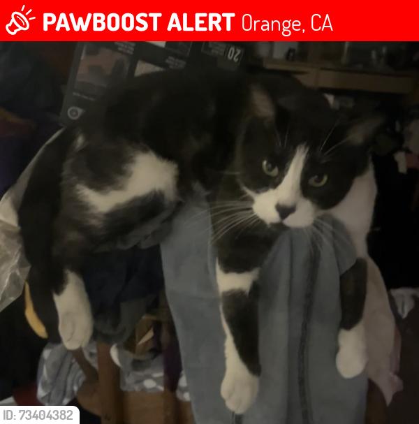 Lost Male Cat last seen Del Mar Ave and N Highland, Orange, CA 92865