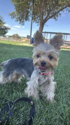 Lost Female Dog last seen clydesdale cir, Victorville, CA 92394