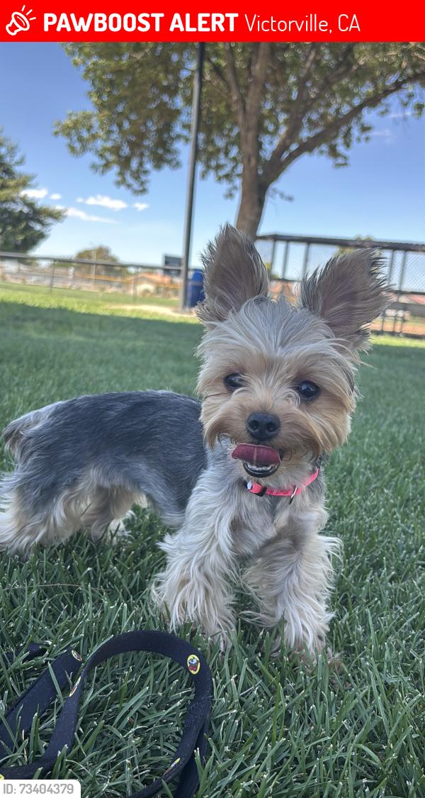 Lost Female Dog last seen clydesdale cir, Victorville, CA 92394