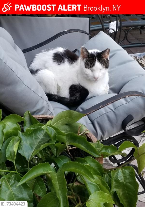 Lost Male Cat last seen 17th and 18th streets, 4 and 3rd avenues, Brooklyn, NY 11215
