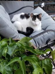 Lost Male Cat last seen 17th and 18th streets, 4 and 3rd avenues, Brooklyn, NY 11215