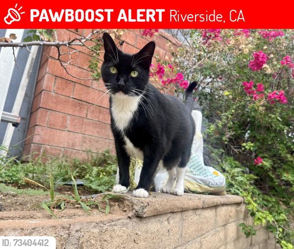 Lost Male Cat last seen Blaine st, Riverside, CA 92507