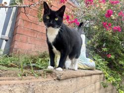 Lost Male Cat last seen Blaine st, Riverside, CA 92507