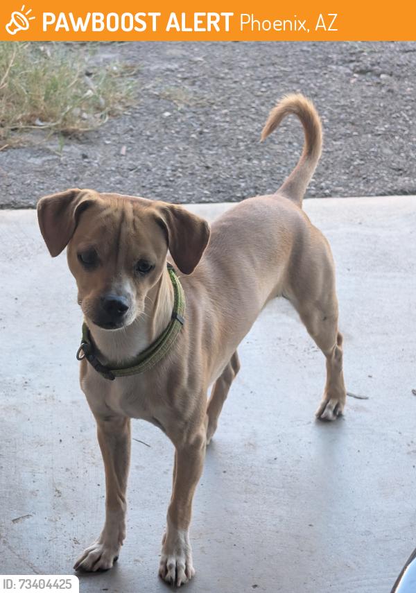 Found/Stray Male Dog last seen 31st ave mcdowell, Phoenix, AZ 85009