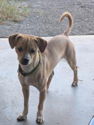 Found/Stray Male Dog last seen 31st ave mcdowell, Phoenix, AZ 85009