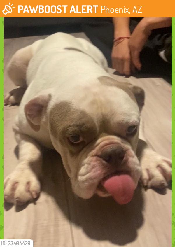 Found/Stray Unknown Dog last seen 51st and McDowell rd, Phoenix, AZ 85035