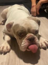 Found/Stray Unknown Dog last seen 51st and McDowell rd, Phoenix, AZ 85035