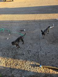 Found/Stray Male Dog last seen 15th & Fairview, Tucson, AZ 85705