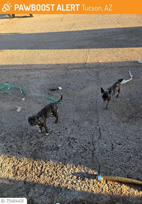 Found/Stray Male Dog last seen 15th & Fairview, Tucson, AZ 85705