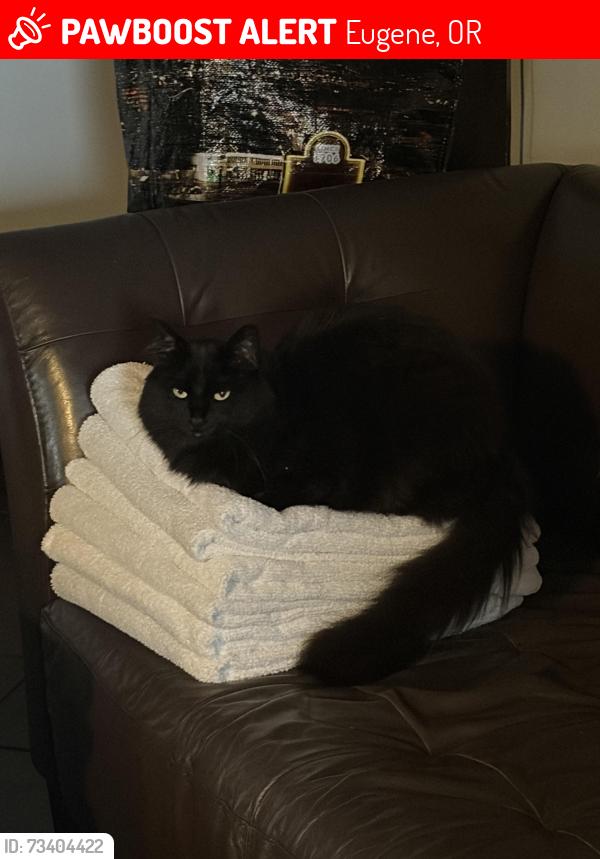 Lost Female Cat last seen Capri apmts on 14th and Alder, Eugene, OR 97405