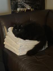 Lost Female Cat last seen Capri apmts on 14th and Alder, Eugene, OR 97405