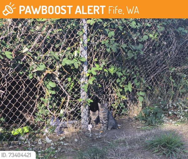 Found/Stray Unknown Cat last seen In the thornbushes located between rainier pointe apmts and i-5 highway north, Fife, WA 98424
